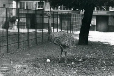 Un nandou de Darwin ou nandou mineur debout dans son nid avec deux œufs, zoo de Londres, mai 1914